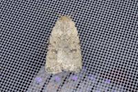 Caradrina clavipalpis