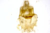 Caradrina clavipalpis