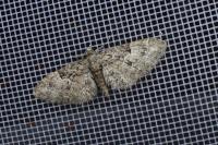 Eupithecia dodoneata