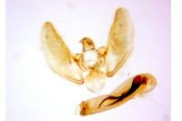 Eupithecia dodoneata