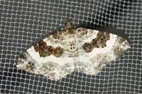Epirrhoe rivata