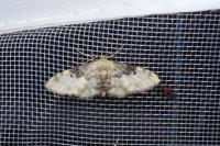 Idaea filicata