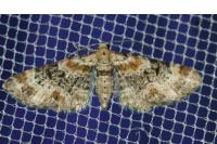 Eupithecia pulchellata