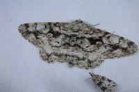Peribatodes umbraria umbraria