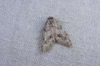 Nola cicatricalis