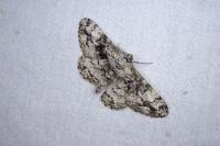 Peribatodes umbraria umbraria