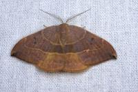 Watsonalla uncinula
