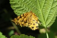 Pseudopanthera macularia