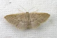 Idaea obsoletaria