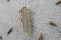 Manulea complana