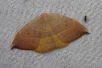 Watsonalla uncinula
