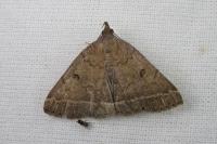 Zanclognatha zelleralis