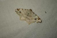 Macaria notata