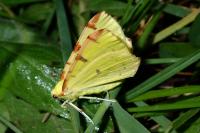 Opisthograptis luteolata