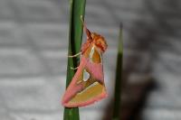 Axia margarita