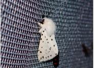 Spilosoma lubricipeda
