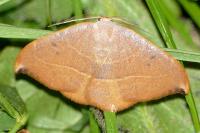 Watsonalla uncinula