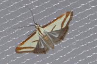 Ephelis pudicalis