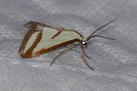 Ephelis pudicalis