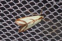 Ephelis pudicalis