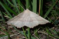 Gerinia honoraria