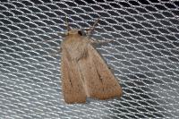 Mythimna sicula