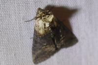 Abrostola tripartita