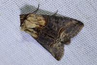Abrostola tripartita