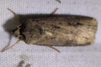 Agrotis ipsilon