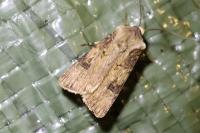 Agrotis puta