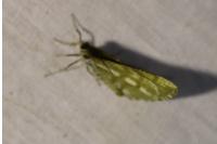 Bupalus piniaria