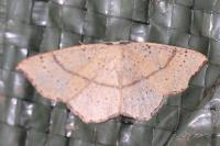 Cyclophora punctaria