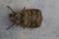 Diarsia rubi