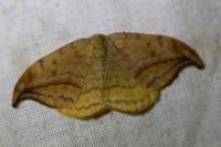Drepana falcataria