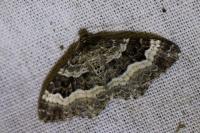 Epirrhoe alternata