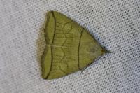 Herminia grisealis
