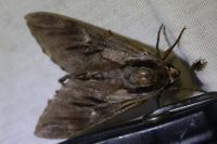 Hyloicus pinastri
