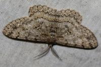 Hypomecis punctinalis