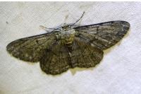 Hypomecis roboraria