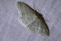 Idaea subsericeata