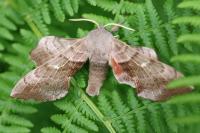 Laothoe populi