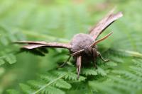 Laothoe populi
