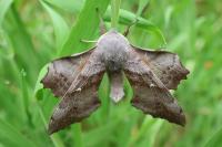 Laothoe populi