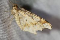 Macaria alternata
