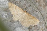 Idaea macilentaria