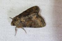Oligia