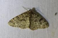 Parectropis similaria