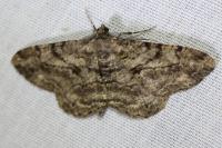 Peribatodes rhomboidaria rhomboidaria