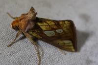 Plusia festucae