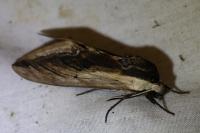 Sphinx ligustri
